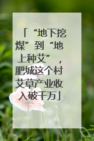 “地下挖煤”到“地上种艾”，肥城这个村艾草产业收入破千万