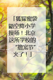 狐獴蜜袋鼯空降小学操场！北京这所学校的“撸宠节”火了！