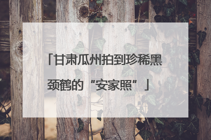 甘肃瓜州拍到珍稀黑颈鹤的“安家照”
