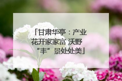 甘肃华亭：产业花开家家富 沃野“丰”景处处美