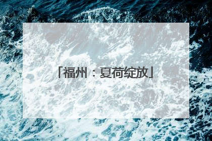 福州：夏荷绽放