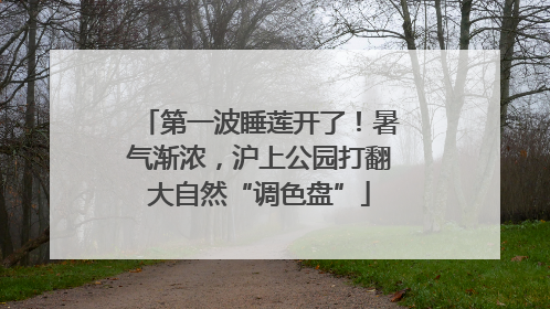 第一波睡莲开了！暑气渐浓，沪上公园打翻大自然“调色盘”