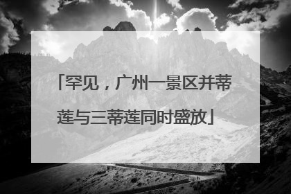 罕见，广州一景区并蒂莲与三蒂莲同时盛放
