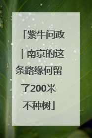 紫牛问政｜南京的这条路缘何留了200米不种树