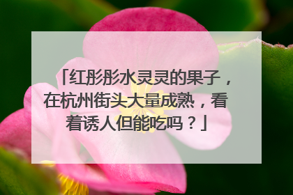 红彤彤水灵灵的果子，在杭州街头大量成熟，看着诱人但能吃吗？