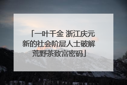 一叶千金 浙江庆元新的社会阶层人士破解荒野茶致富密码