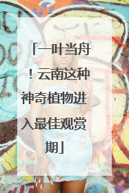 一叶当舟！云南这种神奇植物进入最佳观赏期