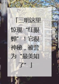 三明这里惊现“红眼蝉”！它很神秘，被誉为“最美知了”