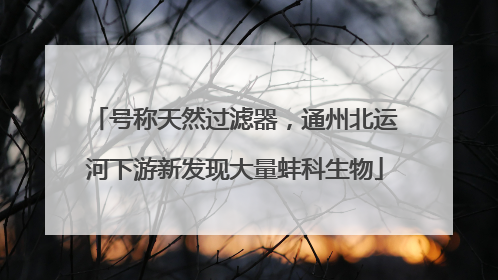 号称天然过滤器，通州北运河下游新发现大量蚌科生物