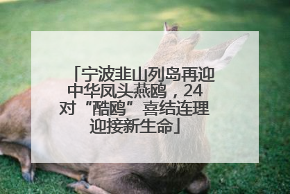 宁波韭山列岛再迎中华凤头燕鸥，24对“酷鸥”喜结连理迎接新生命