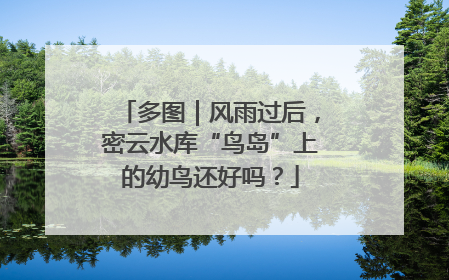 多图｜风雨过后，密云水库“鸟岛”上的幼鸟还好吗？