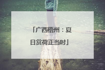 广西梧州：夏日赏荷正当时