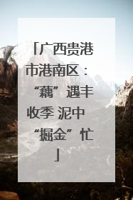 广西贵港市港南区：“藕”遇丰收季 泥中“掘金”忙