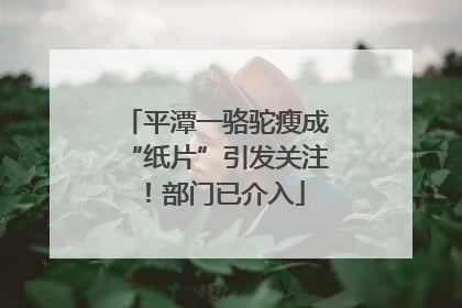 平潭一骆驼瘦成“纸片”引发关注！部门已介入