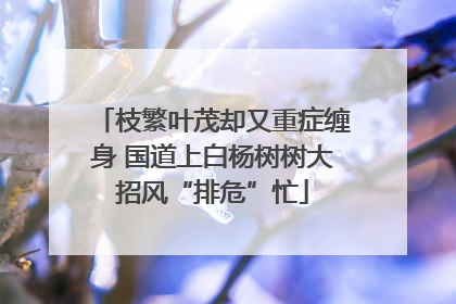 枝繁叶茂却又重症缠身 国道上白杨树树大招风“排危”忙