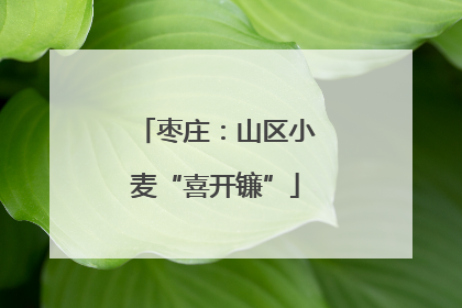枣庄：山区小麦“喜开镰”