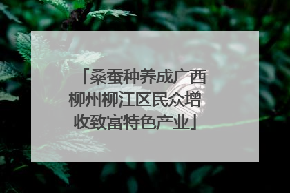 桑蚕种养成广西柳州柳江区民众增收致富特色产业