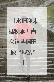 水稻迎来插秧季！青岛这些稻田披“绿装”