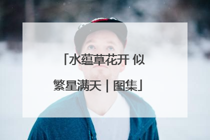 水蕴草花开 似繁星满天｜图集