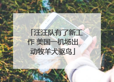 汪汪队有了新工作 美国一机场出动牧羊犬驱鸟