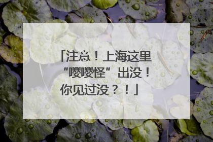注意！上海这里“嘤嘤怪”出没！你见过没？！