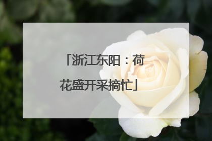 浙江东阳：荷花盛开采摘忙