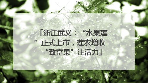 浙江武义：“水果莲”正式上市，莲农增收“致富果”注活力