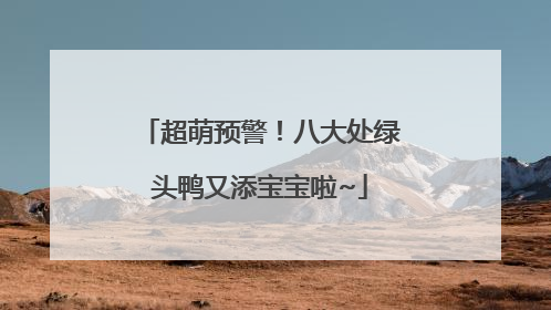 超萌预警！八大处绿头鸭又添宝宝啦~