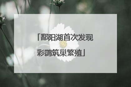 鄱阳湖首次发现彩鹮筑巢繁殖