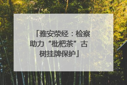 雅安荥经：检察助力“枇杷茶”古树挂牌保护