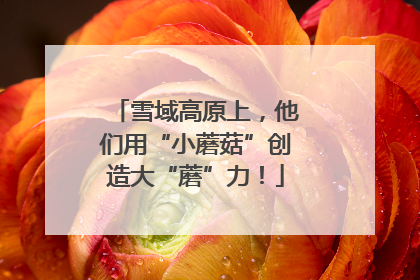 雪域高原上，他们用“小蘑菇”创造大“蘑”力！