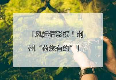 风起倩影摇！荆州“荷您有约”