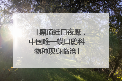 黑顶蛙口夜鹰，中国唯一蟆口鸱科物种现身临沧