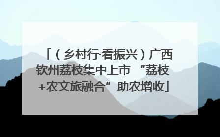 （乡村行·看振兴）广西钦州荔枝集中上市 “荔枝+农文旅融合”助农增收