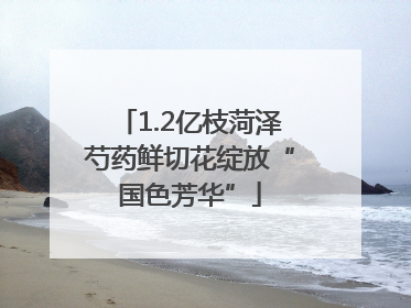 1.2亿枝菏泽芍药鲜切花绽放“国色芳华”